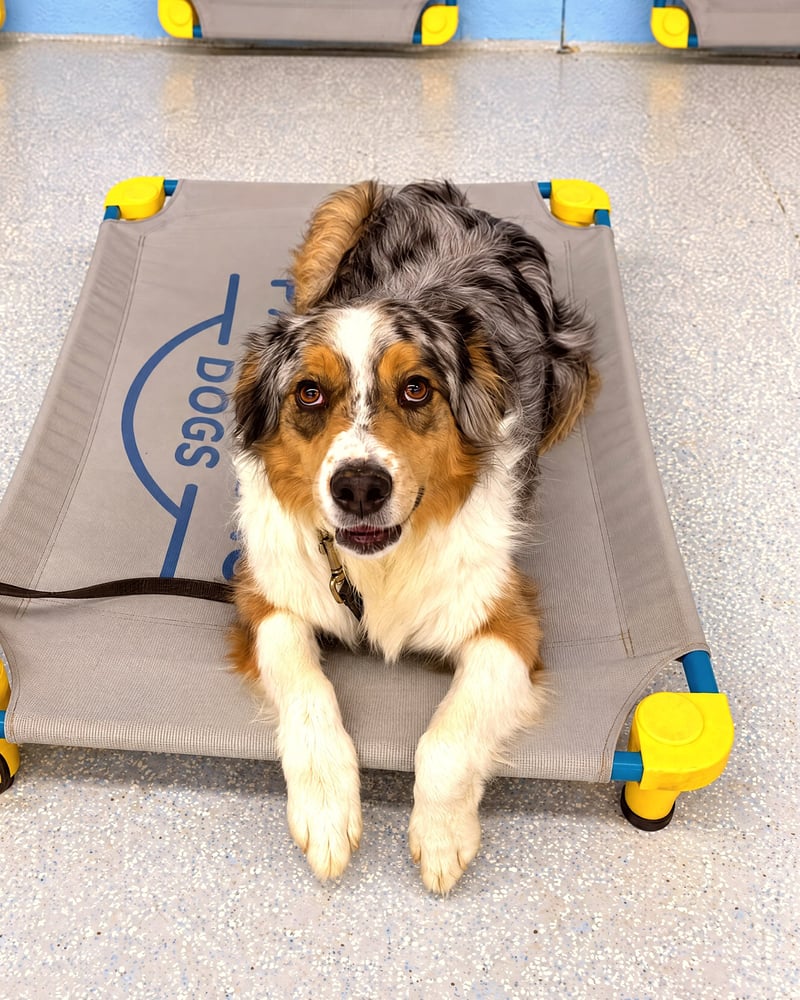 Australian Shepherd lying down on a raised training cot during an indoor obedience session on a leash.