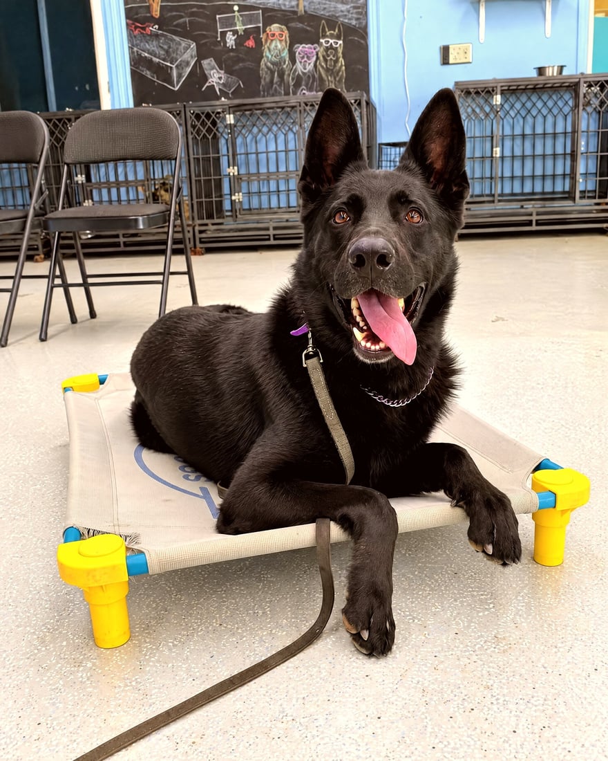 A black German Shepherd resting on an elevated place cot during indoor obedience training.