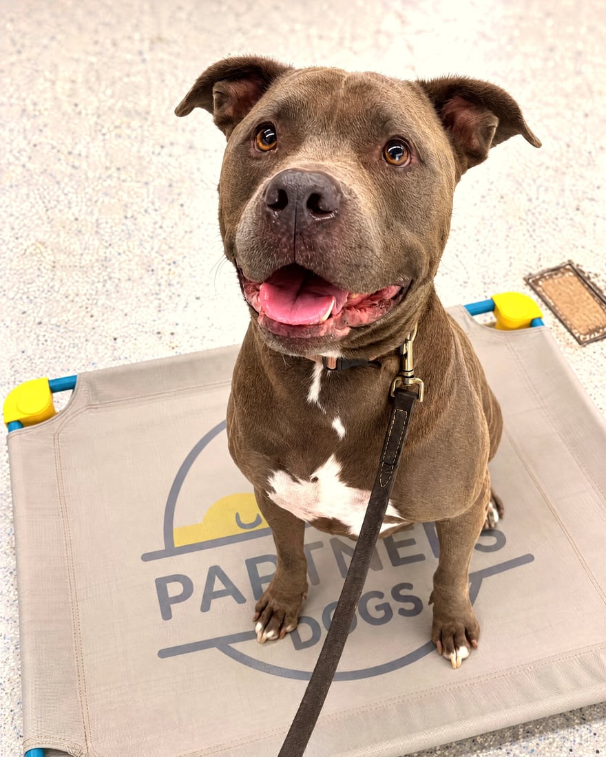 Brown pit bull mix sitting calmly on leash on a branded Partners Dogs place training cot.