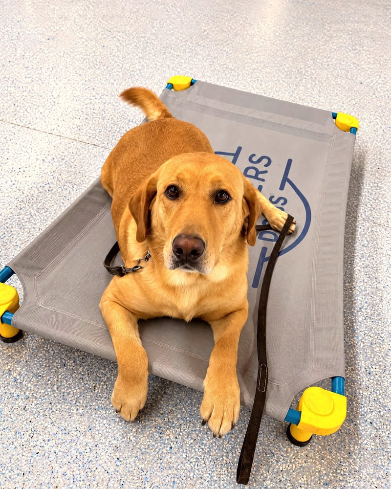 A golden dog calmly resting in a down-stay on a raised cot during indoor place training.