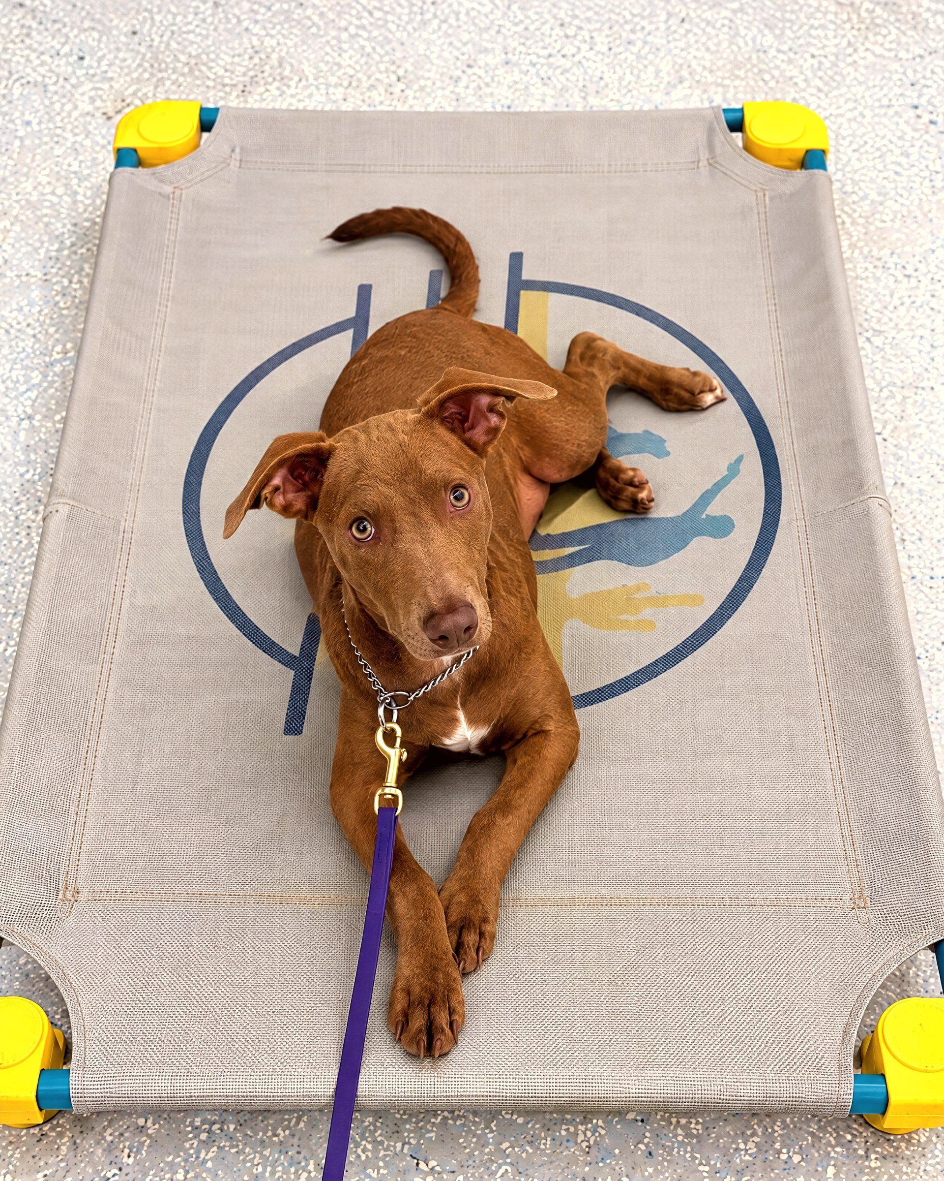 Brown dog resting attentively on a raised training cot on leash.