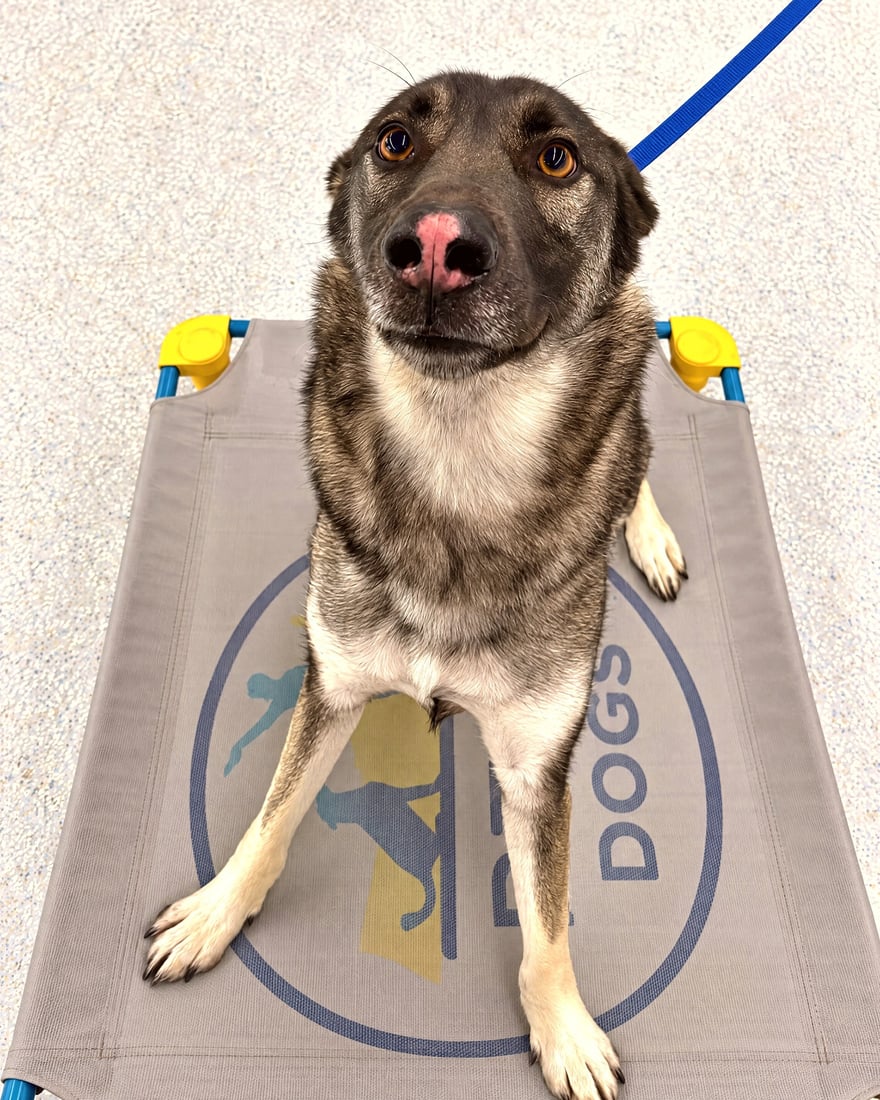A German Shepherd mix dog sitting attentively on an elevated training cot indoors.