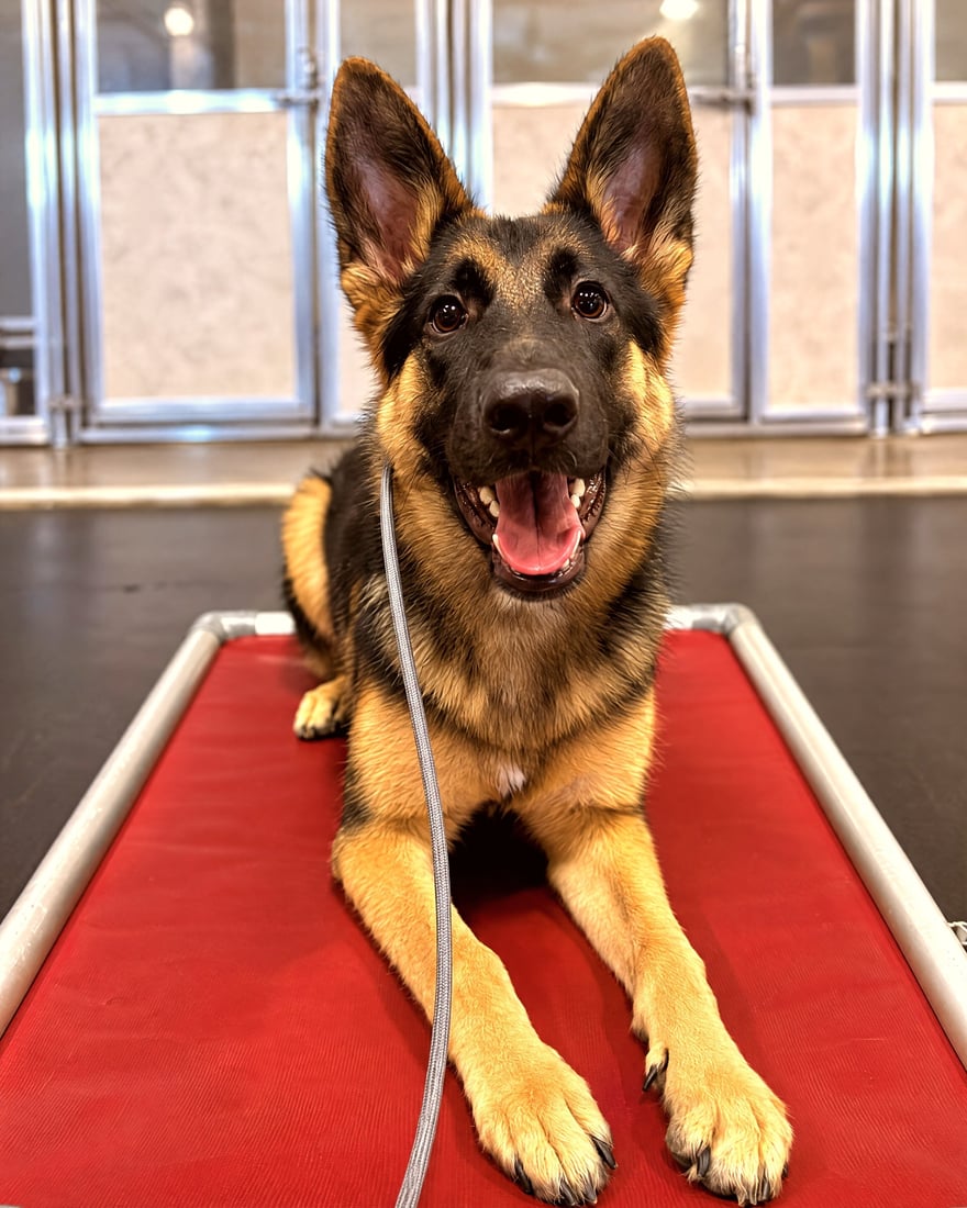 A German Shepherd lies calmly on a red elevated place cot during indoor obedience training.