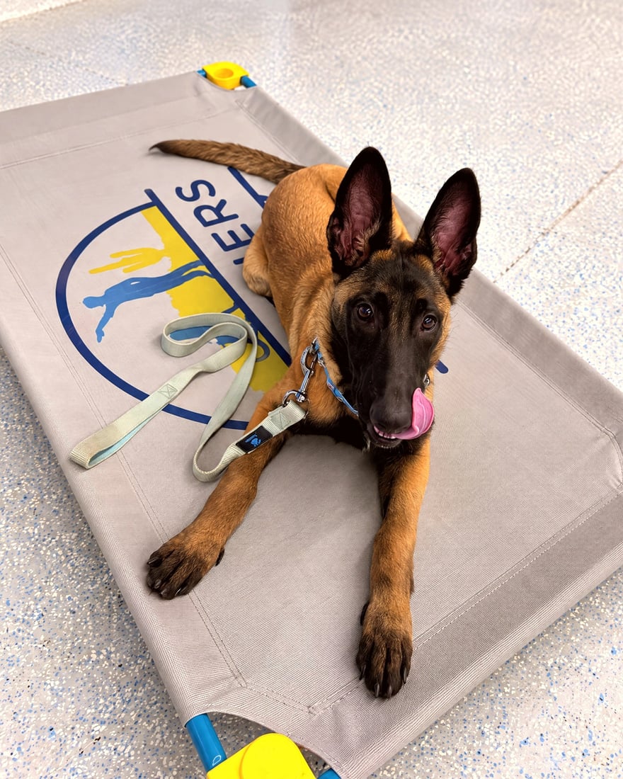 A Belgian Malinois puppy lies on a raised Partners training cot with a leash, practicing place stay.