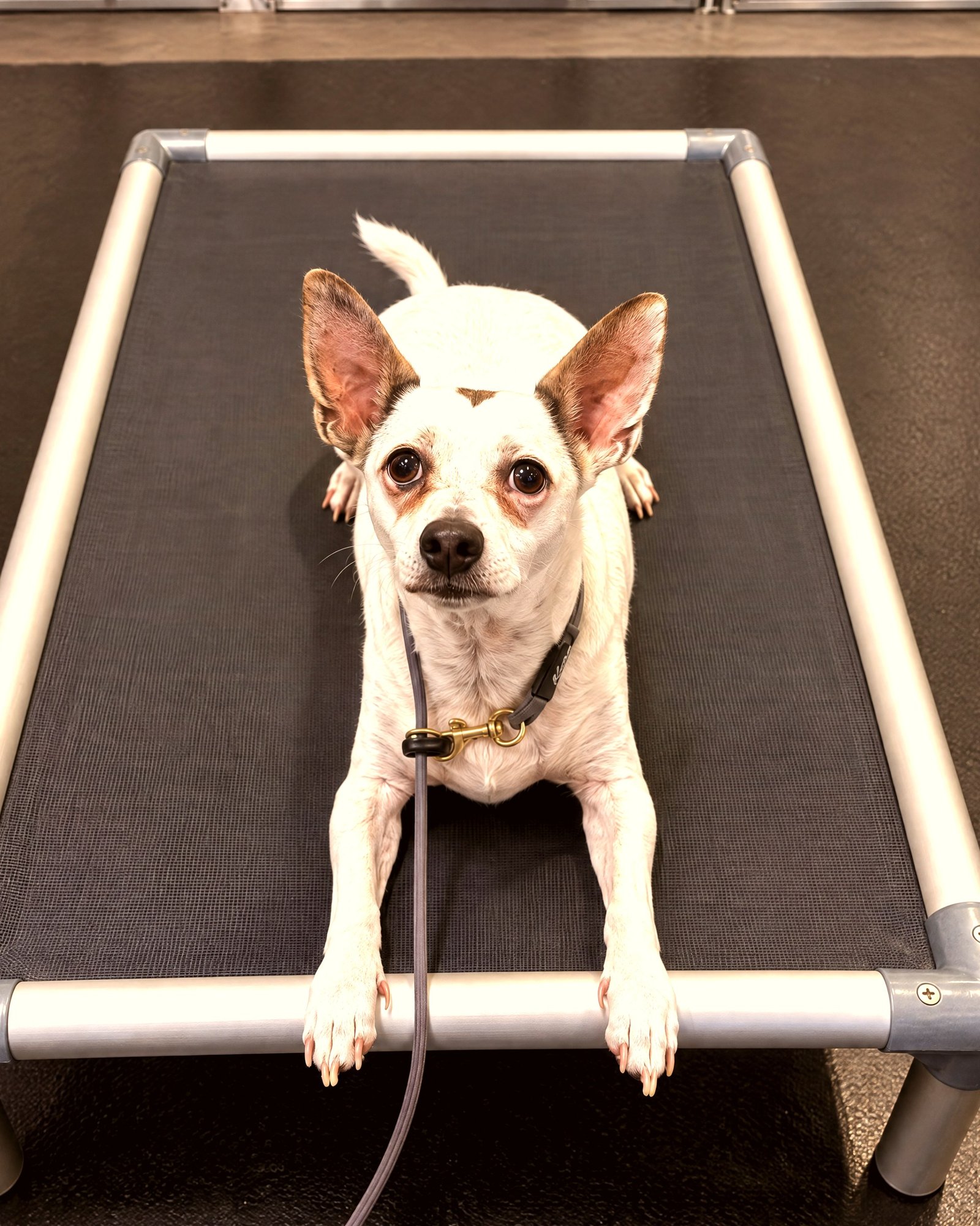 A small white dog calmly holds a down-stay command on an elevated place cot during training.