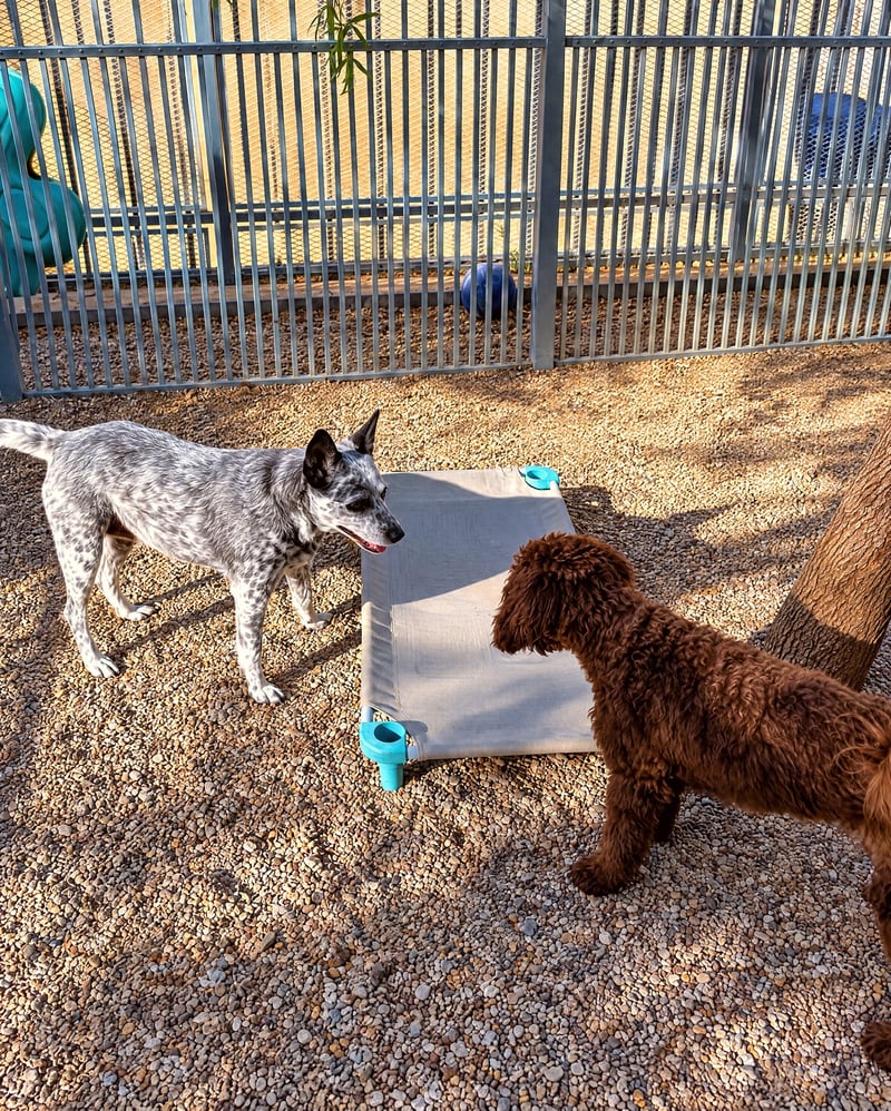 An Australian Cattle Dog and a brown doodle interact around an elevated cot in an outdoor gravel play yard.