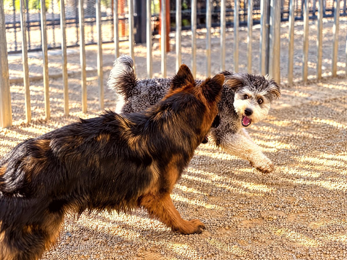 A German Shepherd and a fluffy mixed breed dog play together in an outdoor gravel play yard.
