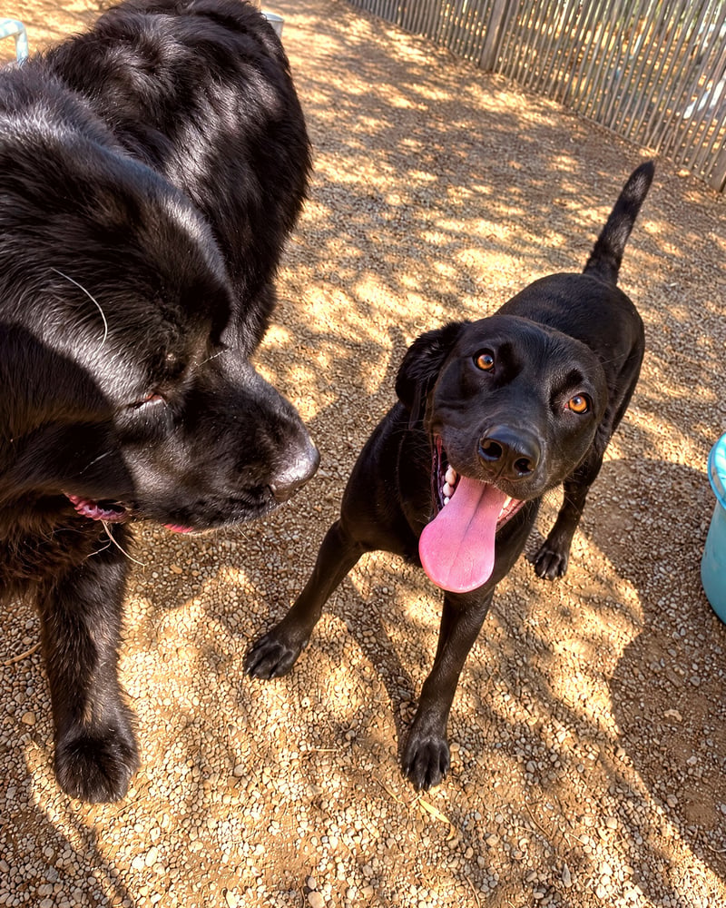 Two friendly dogs interacting during supervised off-leash group play in an outdoor play yard.