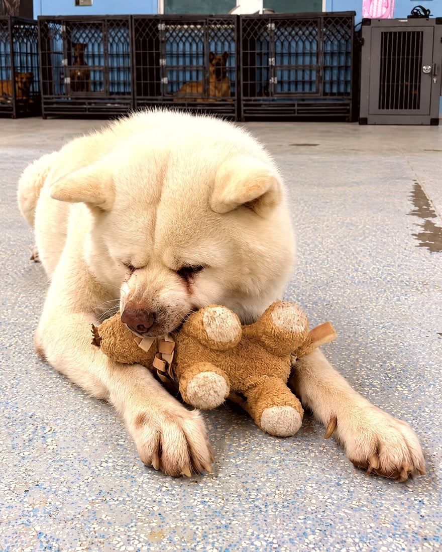 An older white dog rests peacefully indoors on the floor with its paws wrapped around a soft plush teddy bear.