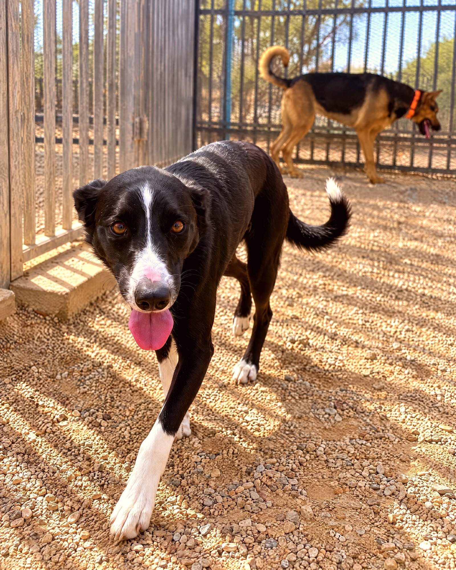 A black and white dog walks across a desert gravel yard at the Cave Creek training facility.