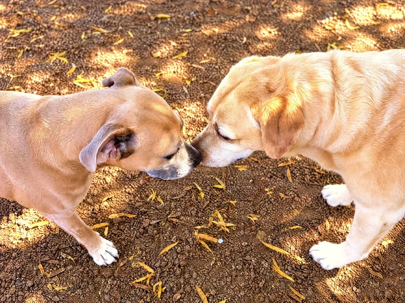 Two dogs greeting calmly nose to nose in an outdoor gravel play yard during supervised social time.