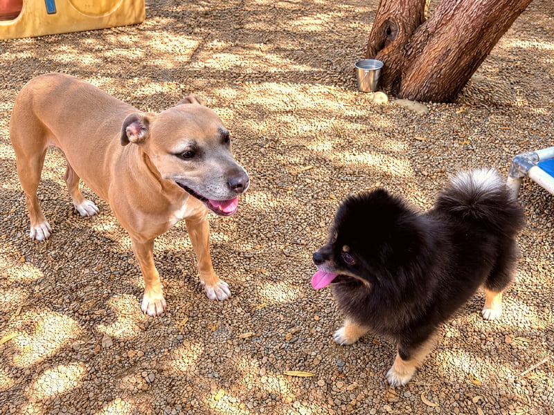 A tan pit bull mix and a small black Pomeranian standing together in a gravel outdoor yard.