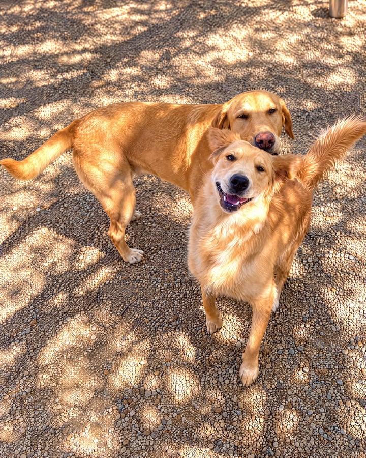 Two golden dogs standing together happily in the desert gravel yard under dappled tree shade.