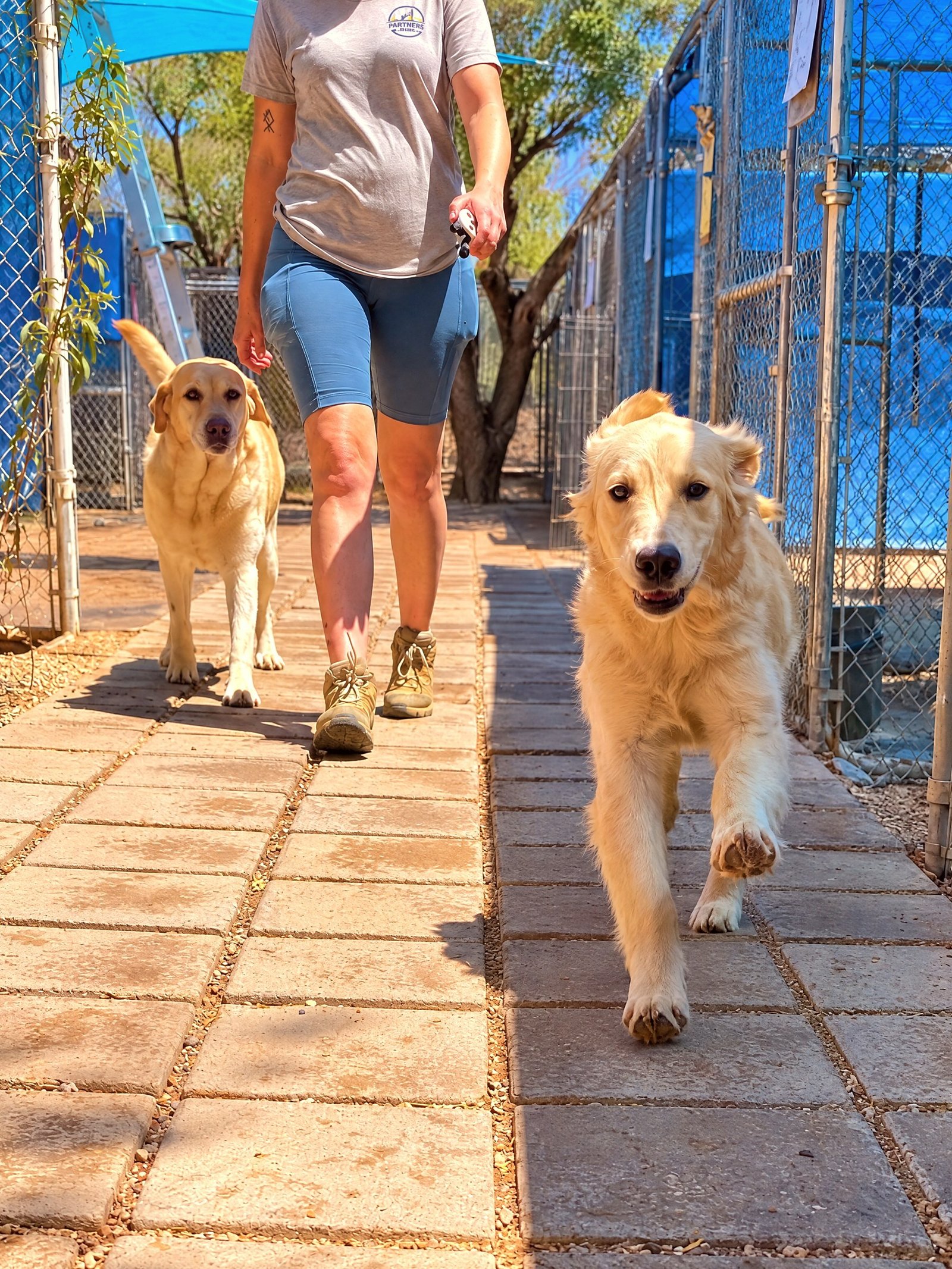 Staff member in uniform walking two dogs down an outdoor kennel pathway at the desert campus.