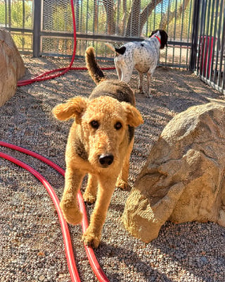 Dog walking through an outdoor desert training yard with gravel and large landscape rocks.