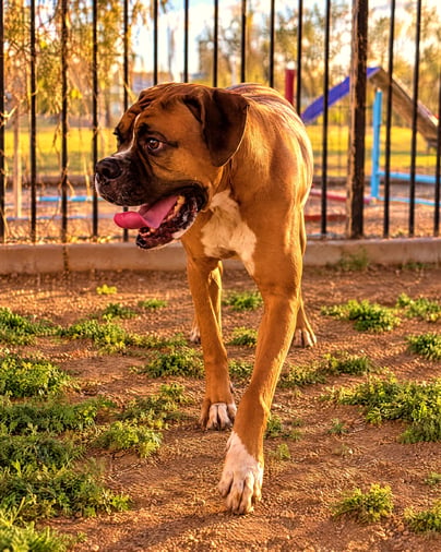 A Boxer walking forward in an outdoor fenced yard with its tongue out.