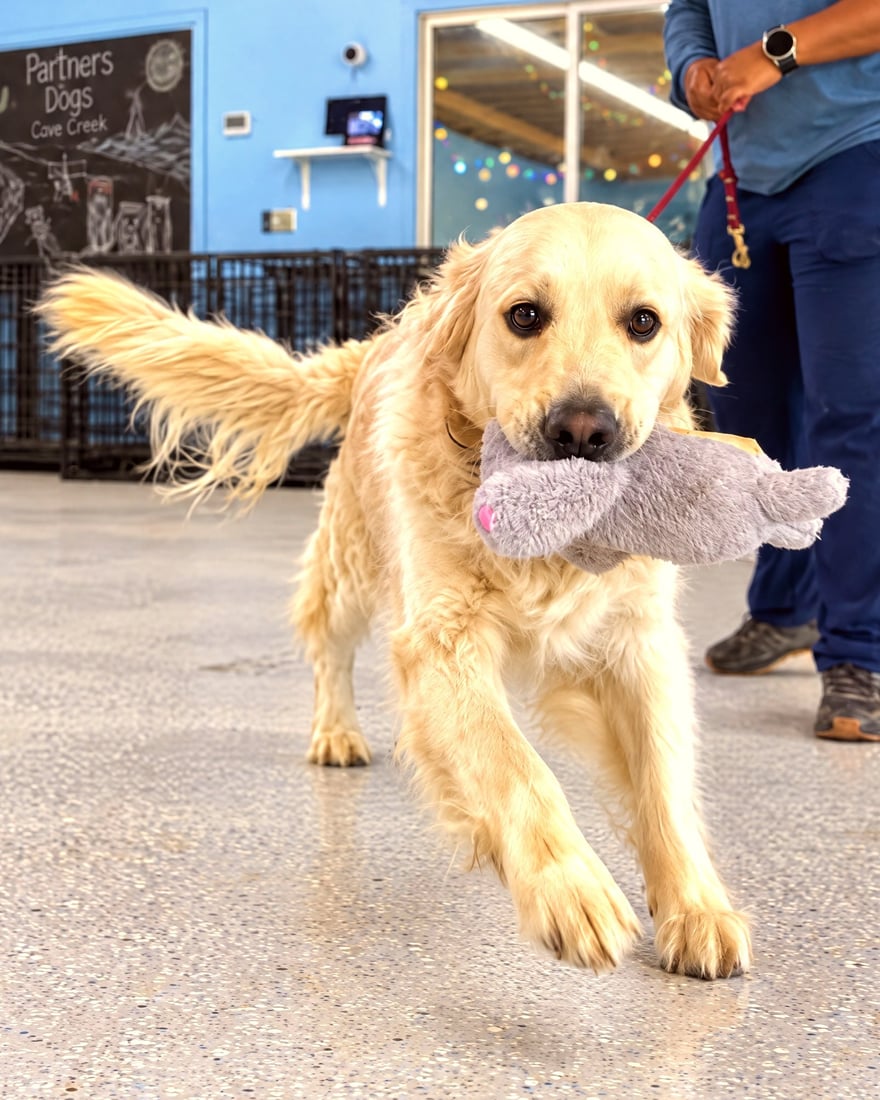 A golden retriever trots across the indoor training floor with a toy at the Cave Creek campus.