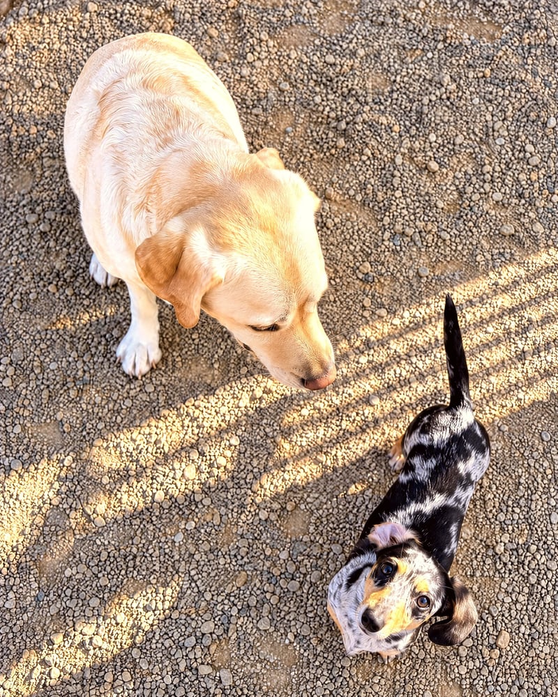 A yellow Labrador Retriever standing beside a small dapple Dachshund on a gravel surface outdoors.