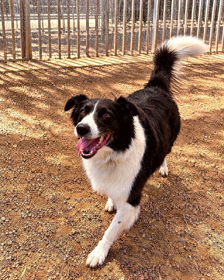 A black and white dog trots alertly across outdoor gravel ground during open-air training.