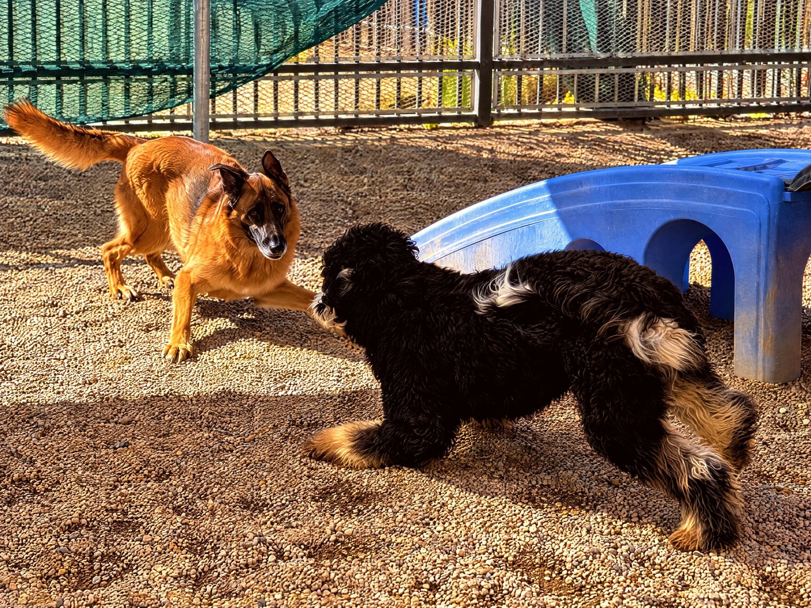 Two dogs interacting in an outdoor play yard with agility equipment at a training and daycare facility.