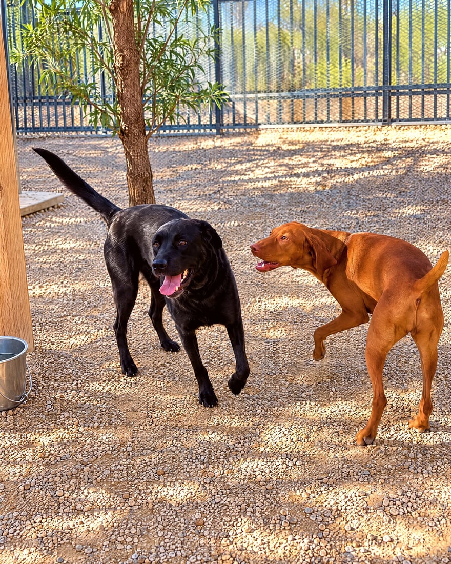 Two dogs interacting in an outdoor gravel training yard at the Cave Creek desert property.