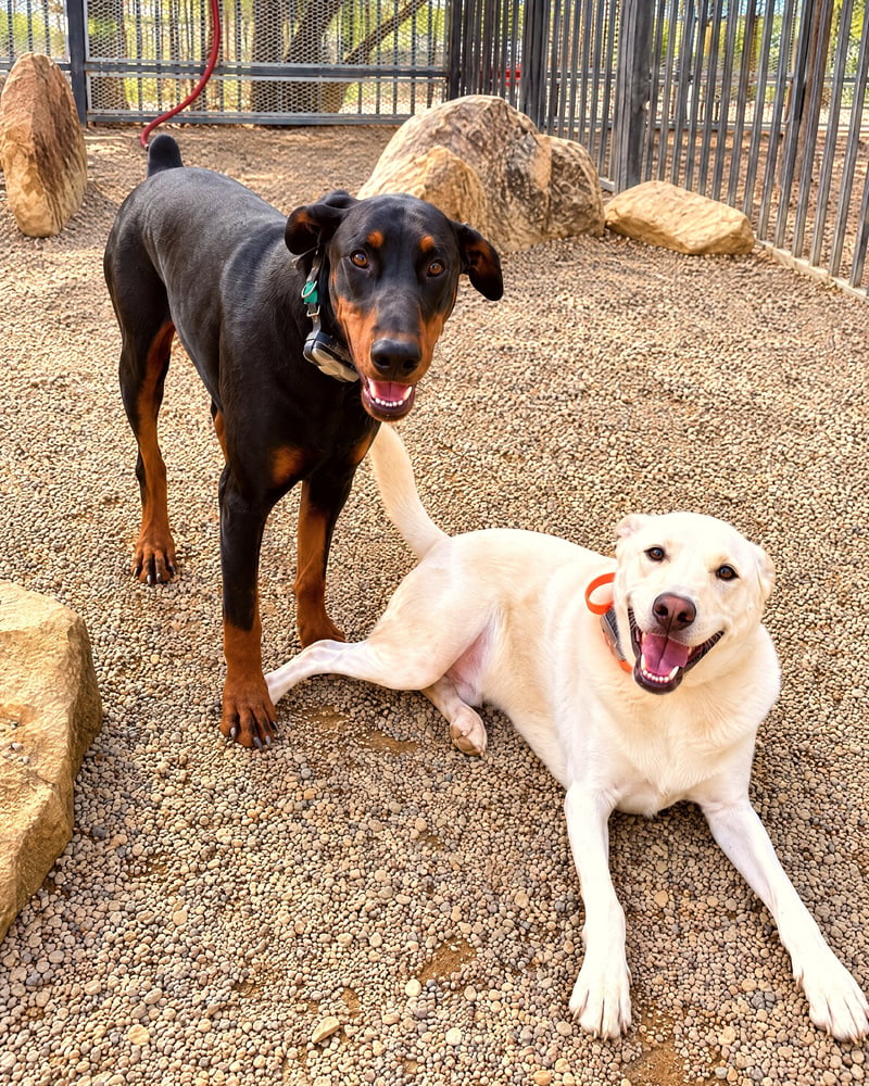 A Doberman and a yellow dog smiling calmly together in an outdoor play yard during supervised social time.