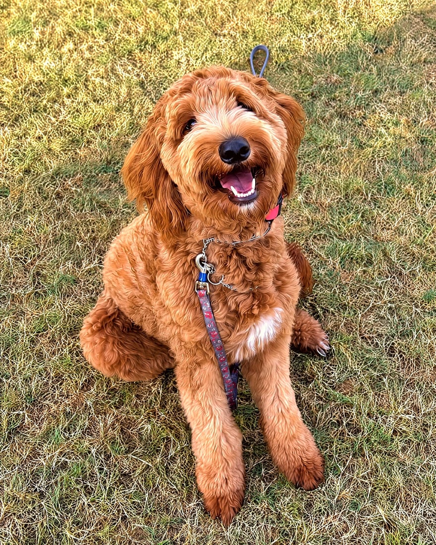 Happy doodle dog sitting attentively on a grassy outdoor training field on leash.