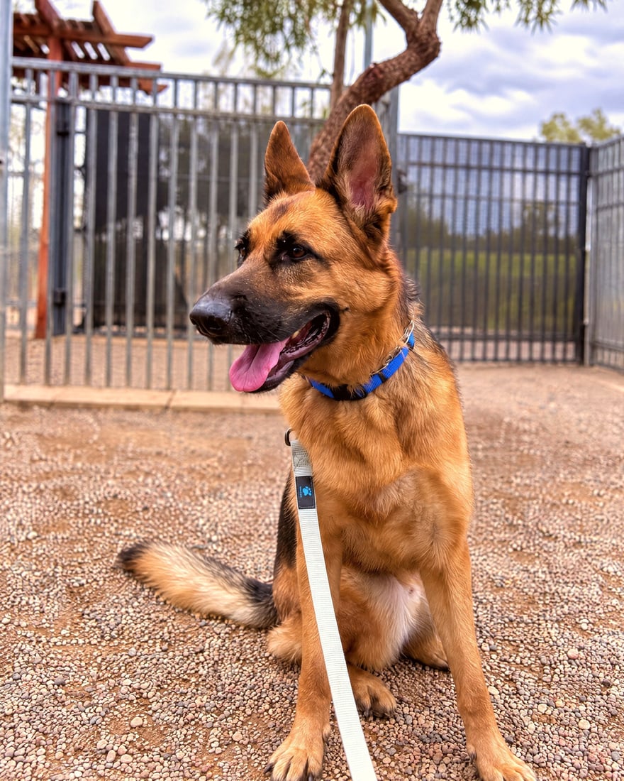 German Shepherd sitting calmly on a leash outdoors at a dog training facility.