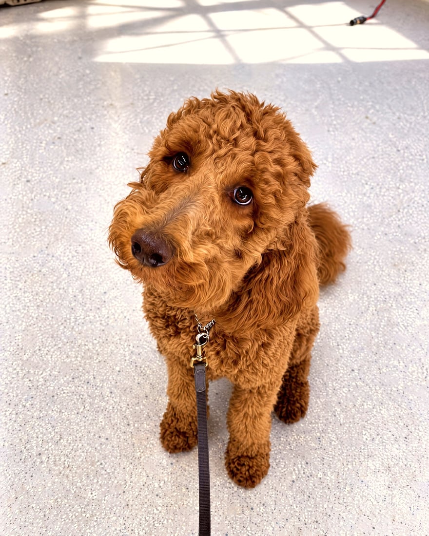 Red doodle sitting calmly on a leash indoors, looking up attentively.