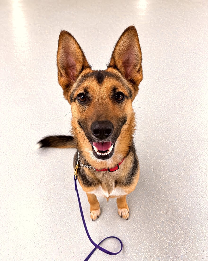 German Shepherd mix sitting attentively on an indoor speckled training floor with a purple leash attached.