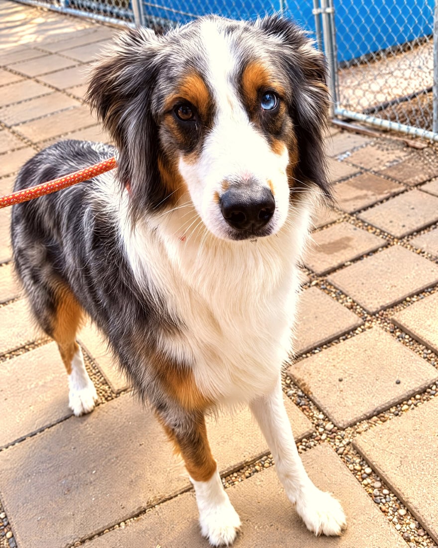 Australian Shepherd standing calmly on leash during a walk on a paved patio.
