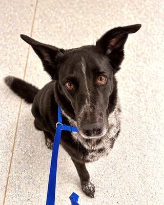 A black and white speckled dog sitting and looking up toward the camera on a speckled indoor floor.