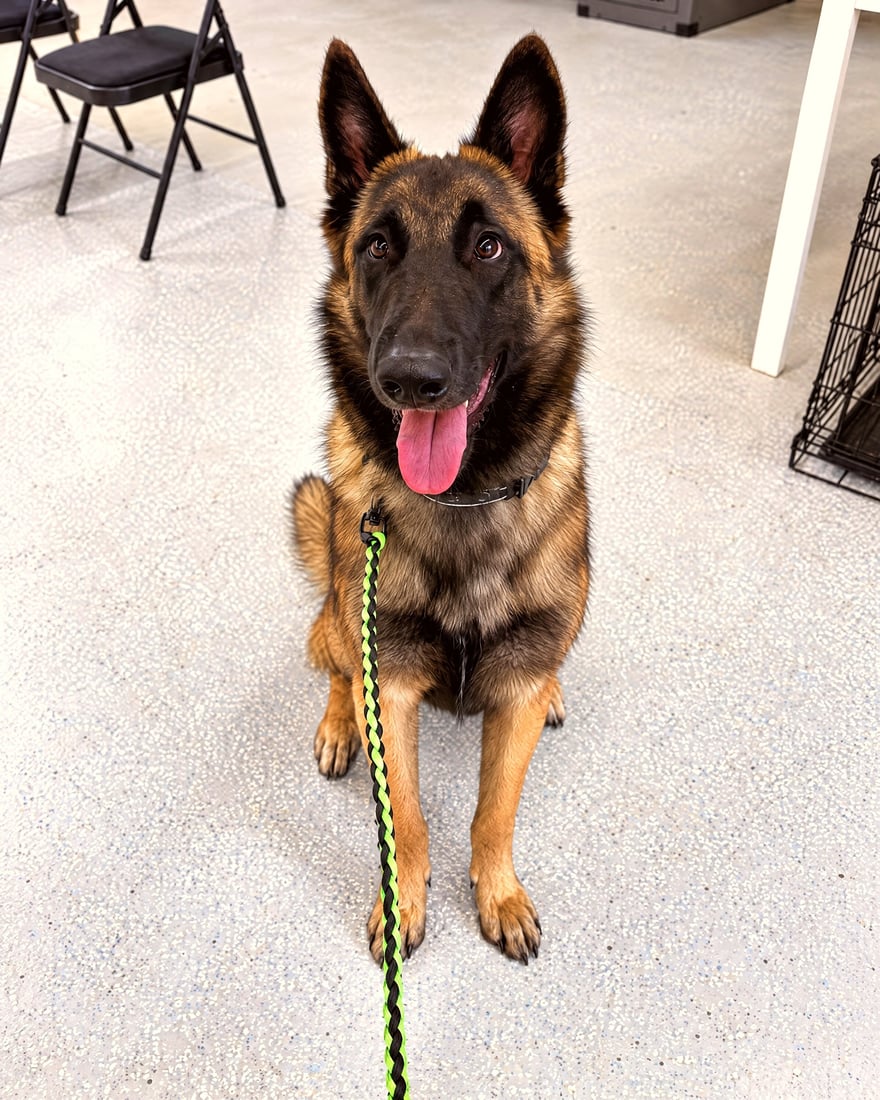 German Shepherd sits politely on a loose lead during obedience training in an indoor classroom.