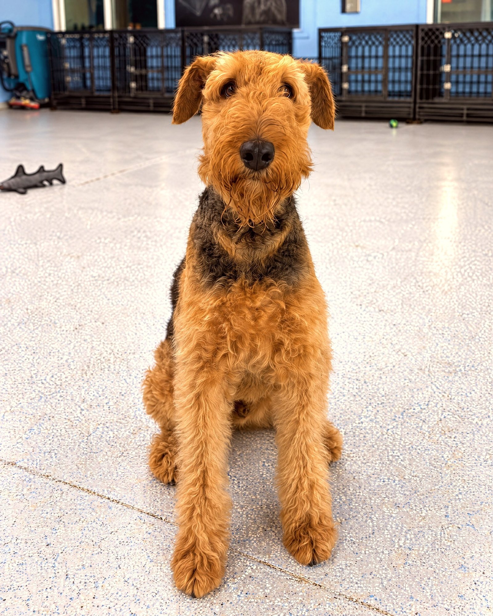 An Airedale Terrier sits attentively on an indoor training floor.
