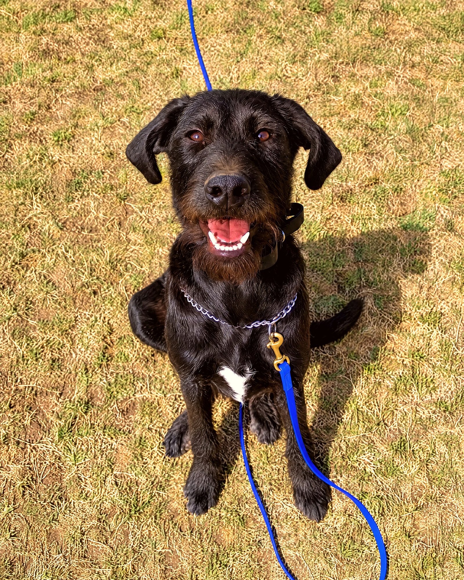 Scruffy black dog sitting attentively on a leash on grass at the training campus.