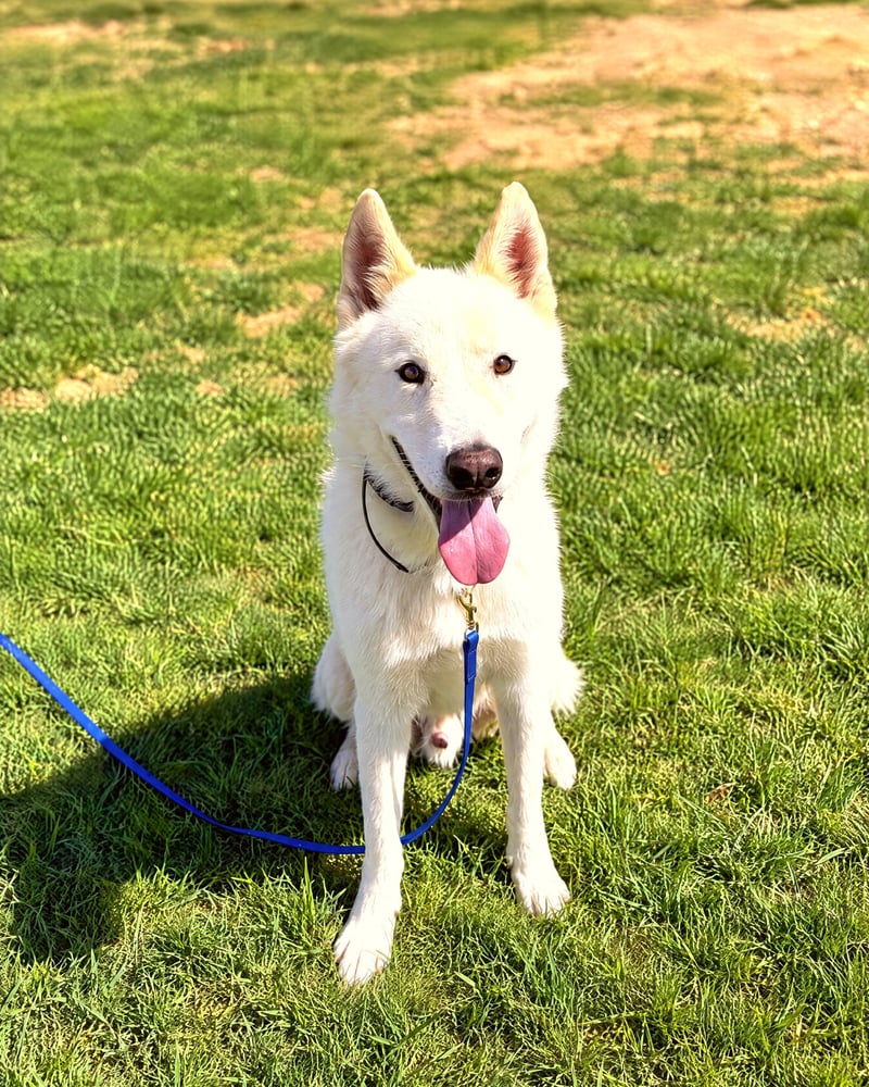 A white dog sitting attentively on green grass attached to a training lead during recall practice.
