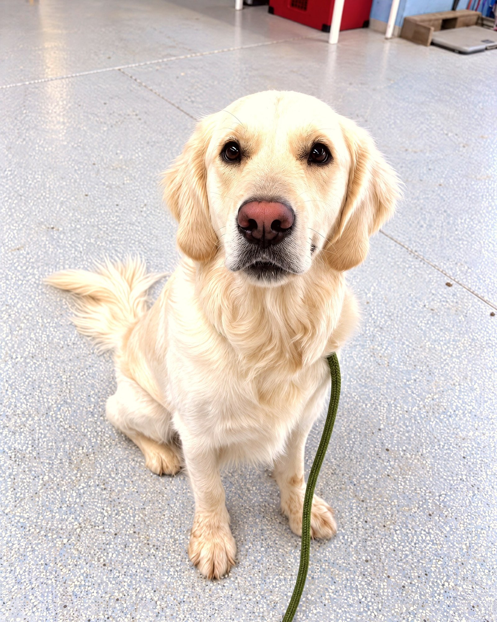 A golden retriever puppy sitting politely on a leash.