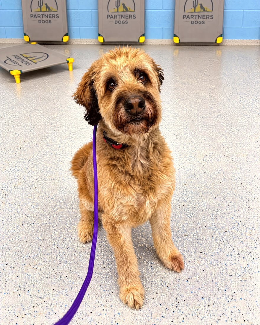 Golden doodle sits attentively on a leash near training cots inside the facility.