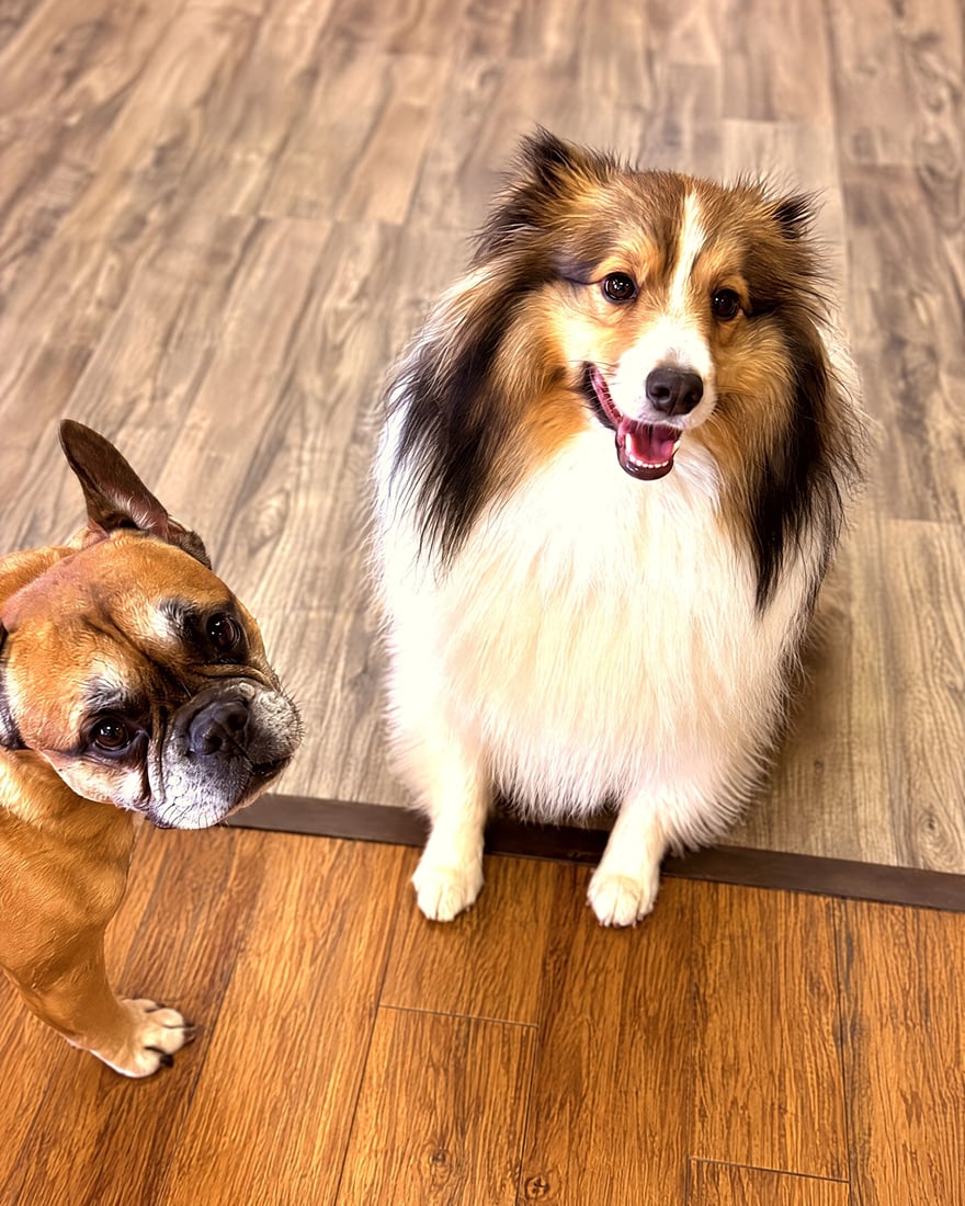 A Sheltie and a French Bulldog sit calmly together on a wood floor indoors.