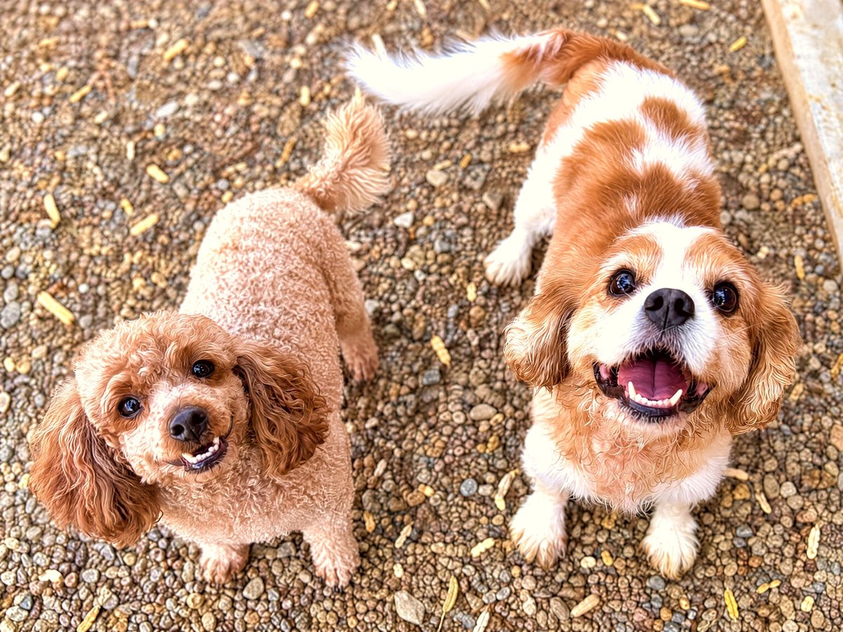 Two small dogs sitting calmly on gravel while looking up attentively.