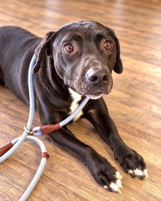 A black dog with white chest markings lying down on a wood-look floor wearing a light blue slip leash.