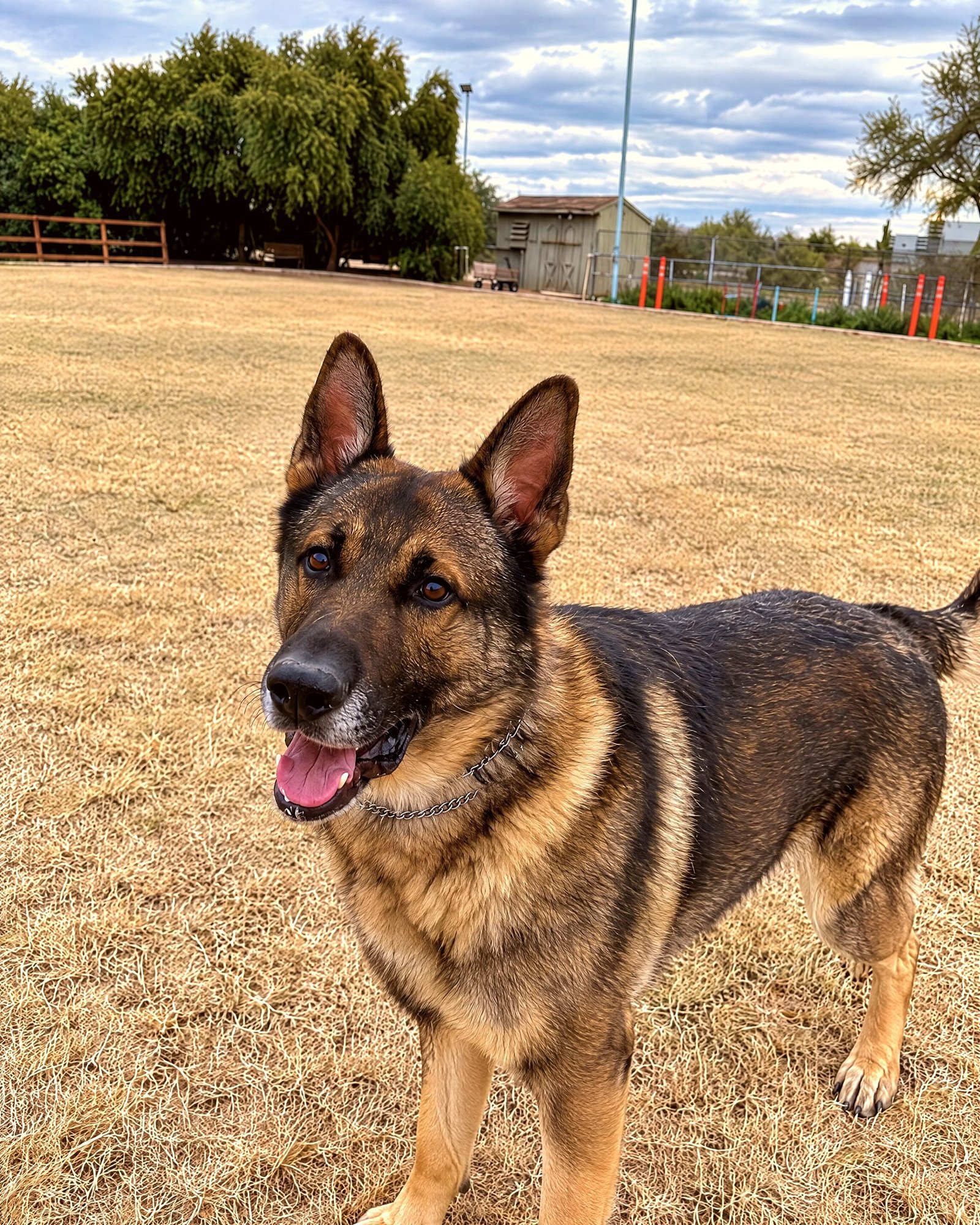German Shepherd standing alert on an open grassy training field.