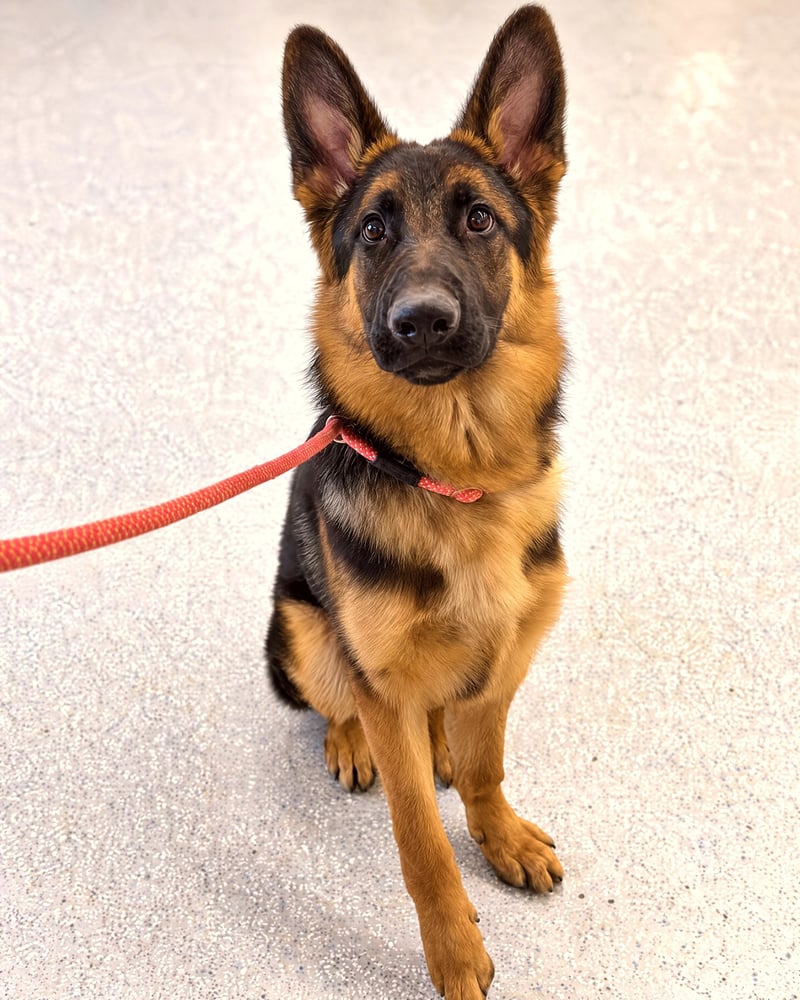 German Shepherd puppy sitting attentively on an indoor floor while attached to a red leash.