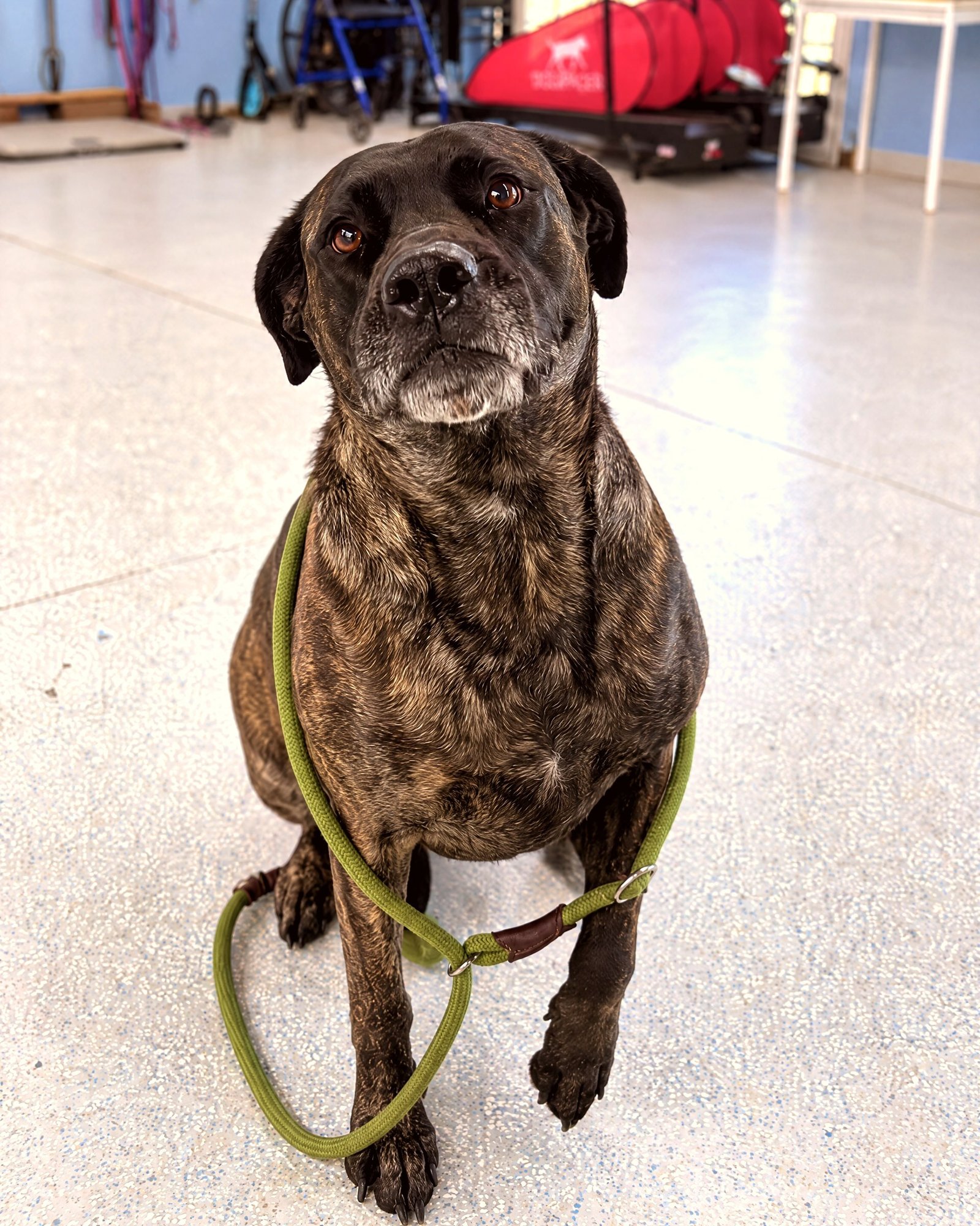 A brindle dog sitting calmly on a lead on the training facility floor, looking up attentively.