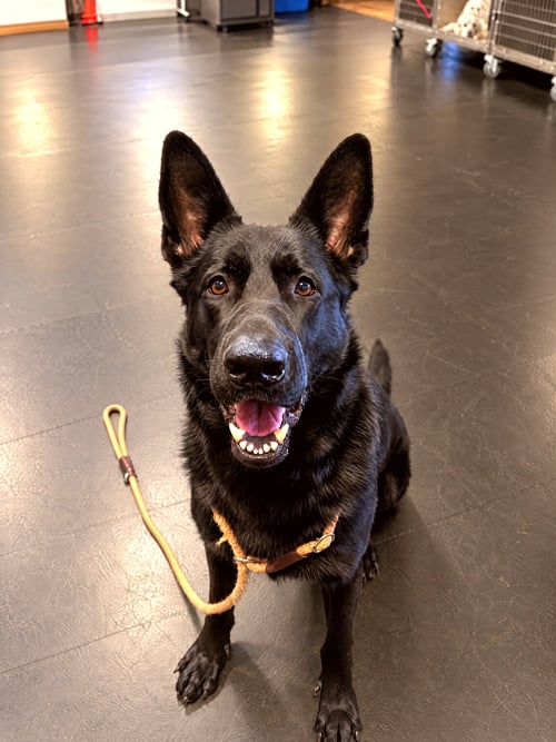 A black German Shepherd sitting alertly on an indoor training floor with a loose slip lead.