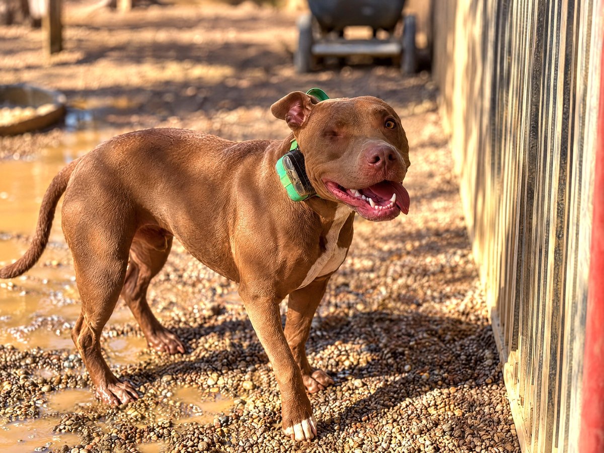 Brown dog wearing a training collar standing calmly in an outdoor yard at the Cave Creek campus.