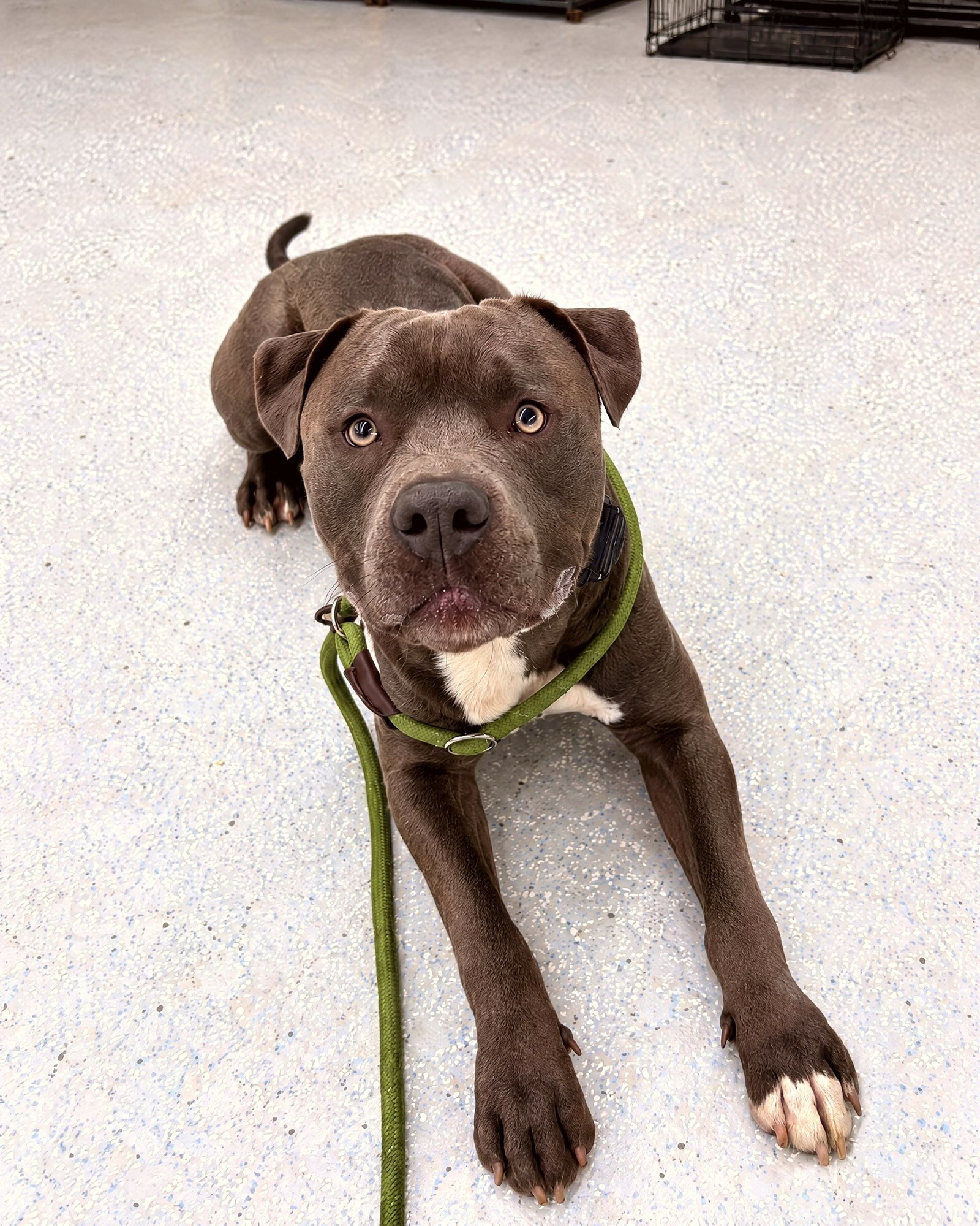 A grey pit bull mix lying in a calm down-stay on leash indoors during training.