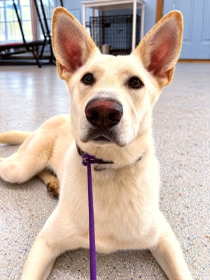 A cream German Shepherd mix lying on an indoor training floor with alert ears and a purple slip lead.