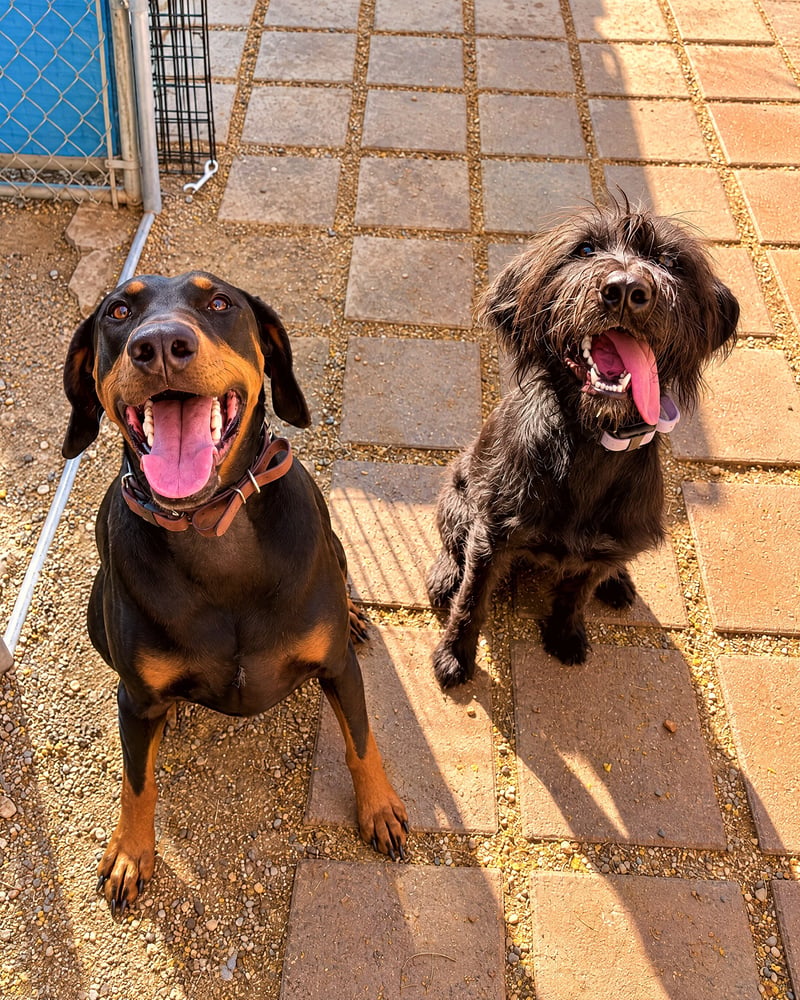 A Doberman Pinscher and a shaggy black dog sit side by side looking up on outdoor pavers.