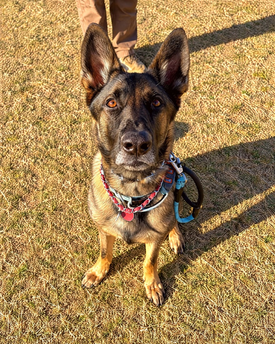 Attentive German Shepherd sitting calmly on leash beside handler during outdoor field training in Arizona.